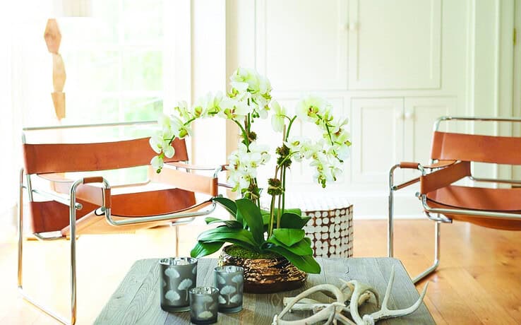 Feng Shui: Αυτά τα φυτά φέρνουν χρήματα και πλούτο στο σπίτι!