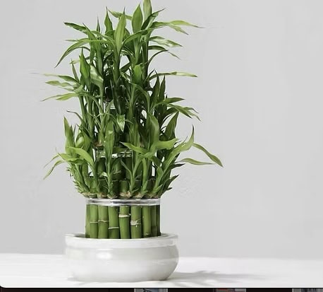 Feng Shui: Αυτά τα φυτά φέρνουν χρήματα και πλούτο στο σπίτι!